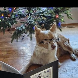 Halo - Border Collie