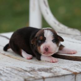 Dani - Brown and white female Jack Russell Terrier puppy in West Bend, Iowa from Blue Skies Terriers