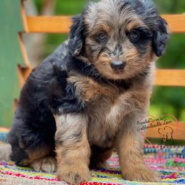 Bernedoodle and Goldendoodle Puppies from BrookeMarie’s Goldendoodle Love
