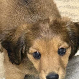 Hazel - Chocolate and tan female Dachshund puppy in Myrtle Beach, South Carolina from Vicki Bardos' Dachshunds