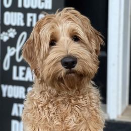 Wilson - Australian Labradoodle