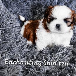 Akc Red Rocky 1300 - Red and white male Shih Tzu puppy in Dexter, Kentucky from Enchanting Shih tzu