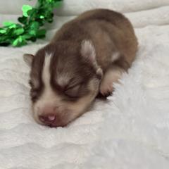 Tod - Red and white male Siberian Husky puppy in London, Ohio from Rose Trail Siberian’s