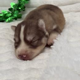 Tod - Red and white male Siberian Husky puppy in London, Ohio from Rose Trail Siberian’s