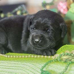 Truly - Black female Labrador Retriever puppy in Dixon, California from Rosslyn Labradors (Rose-Line)