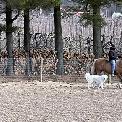 Maremma Sheepdog All Grown Up from Old Orchard Maremmas