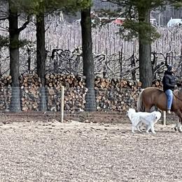 Maremma Sheepdog All Grown Up from Old Orchard Maremmas