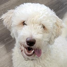 Bernedoodles, Cavapoos, Goldendoodles, and Golden Mountain Doodles from Oodles O'Doodles