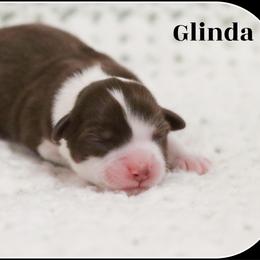 Glinda (red tri female) - Red tri-color female Miniature American Shepherd puppy in West Jordan, Utah from PreciousGem Miniature American Shepherds / Mini Aussies