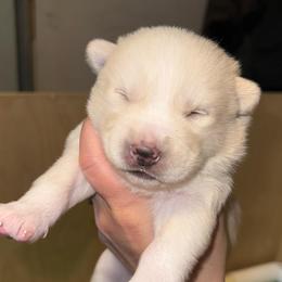 Ford - White male Pomsky puppy in Greenfield, Minnesota from SRF Pomskies