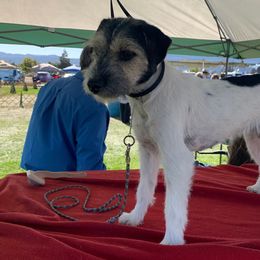 Parson Russell Terriers from Hanford Hills Terriers