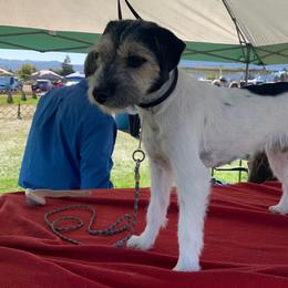 Parson Russell Terriers from Hanford Hills Terriers