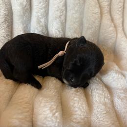 Molly - Red brindle female Scottish Terrier puppy in Stanford, Kentucky from Bluegrass Scottish Terriers
