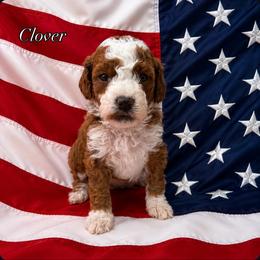Clover Green Collar Girl - Red  female Goldendoodle puppy in Roseburg, Oregon from Dbos Furry Friends