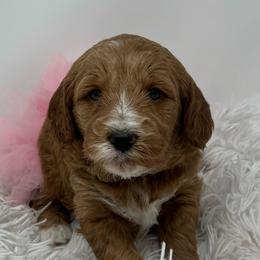 Eden's Pink Female - Apricot female Goldendoodle puppy in Great Falls, Montana from Montana Goldendoodles