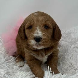 Eden's Pink Female - Apricot female Goldendoodle puppy in Great Falls, Montana from Montana Goldendoodles