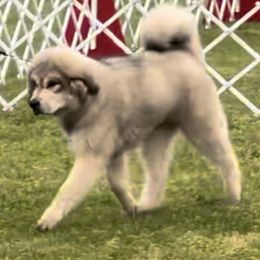 Tibetan Mastiffs from Great North Woods Tibetan Mastiffs