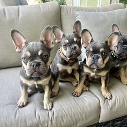 French Bulldog puppies from Prestige French Bulldogs