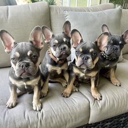 French Bulldog puppies from Prestige French Bulldogs