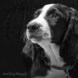 Boy 1 - Black and white Aussiedoodle puppy in Ashland, Ohio from Part of the Family