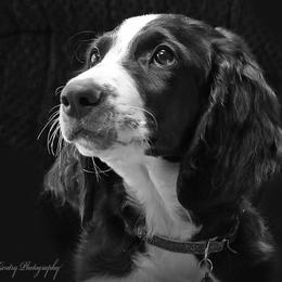 Boy 1 - Black and white Aussiedoodle puppy in Ashland, Ohio from Part of the Family
