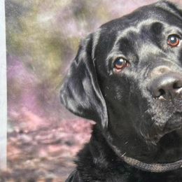 Labrador Retrievers from Stargazer Labradors