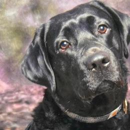 Labrador Retrievers from Stargazer Labradors