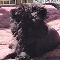 Adventure - Affenpinscher