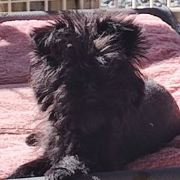 Adventure - Affenpinscher