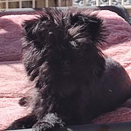 Adventure - Affenpinscher