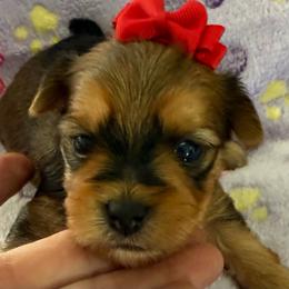 Not Available at this time - Black and gold female Yorkshire Terrier puppy in Lexington, North Carolina from Silver Valley Yorkies