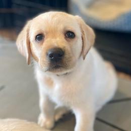 Yellow Collar - Honey - Yellow female Labrador Retriever puppy in Lowell, Arkansas from Riverbourne Labradors