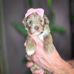 Ava - Merle female Goldendoodle puppy in Cleveland, Tennessee from Edgewater Doodles & Designer Pups