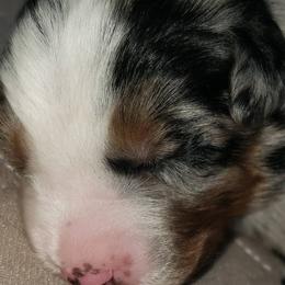 Australian Shepherd Puppies from Heaven Scent Aussies