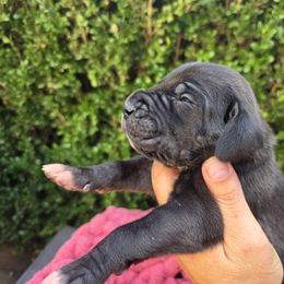 Vee - Black female Great Dane puppy in Granby, Missouri from HCR Great Danes