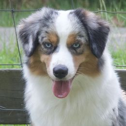 Journey - Miniature American Shepherd