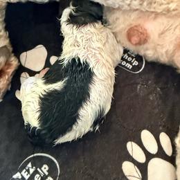 Mary Ann - Black and white female Bernedoodle puppy in Irmo, South Carolina from Kava Kennels