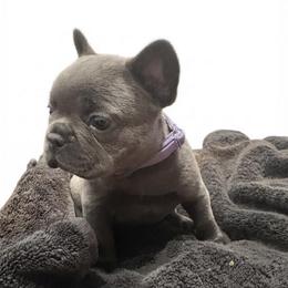 Violet - Blue female French Bulldog puppy in New Braunfels, Texas from Grand Star Bulldogs