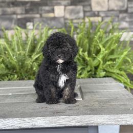 Espresso - Tri-color male Cavapoo puppy in Millersburg, Ohio from T Sanctum