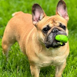 Arya - Fawn female French Bulldog puppy in Lansing, Michigan from Monaco Frenchies