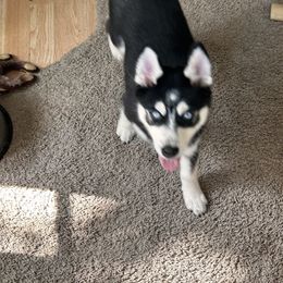 Pomsky Puppies from Allis Palace Pomskies