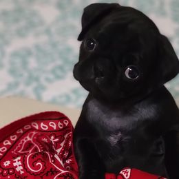 Pugs from Splash of Color Pug's