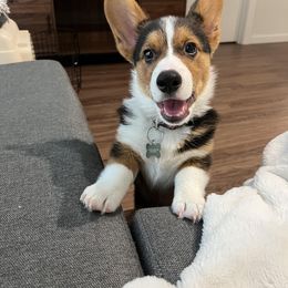 Pembroke Welsh Corgi Puppies from Top-Notch Paws