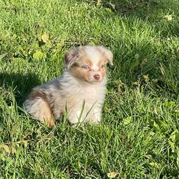 Red merle dark - Red merle male Toy Australian Shepherd puppy in Springfield, Missouri from Donnie's Miniature & Toy Australian Shepherds