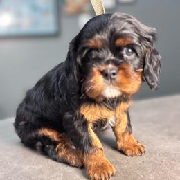 MJ - Black and tan female Cavalier King Charles Spaniel puppy in Highland, Utah from The Furry Godmother Cavaliers