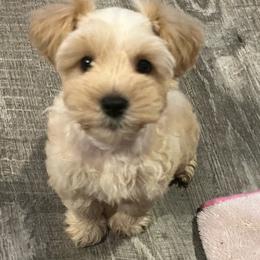 Audi - Wheaten male Miniature Schnauzer puppy in Port Orchard, Washington from Silver Bells Miniature Schnauzers