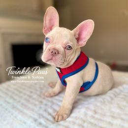 AKC Cinco - Cream male French Bulldog puppy in Powder Springs, Georgia from Twinkle Paws Frenchies and Yorkies