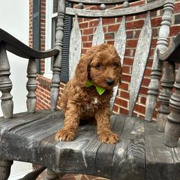 Giorgio - Red  male Goldendoodle puppy in Mint Hill, North Carolina from DoodleForever