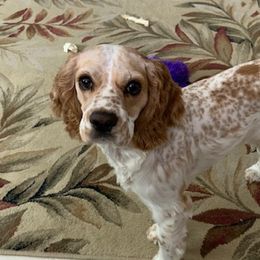 Cocker Spaniels from Sadiemae's Pups