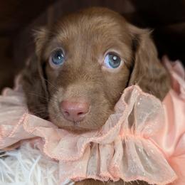 Reese aka Willa - Chocolate female Dachshund puppy in Unadilla, Georgia from The Hamsley Kennels of South Georgia